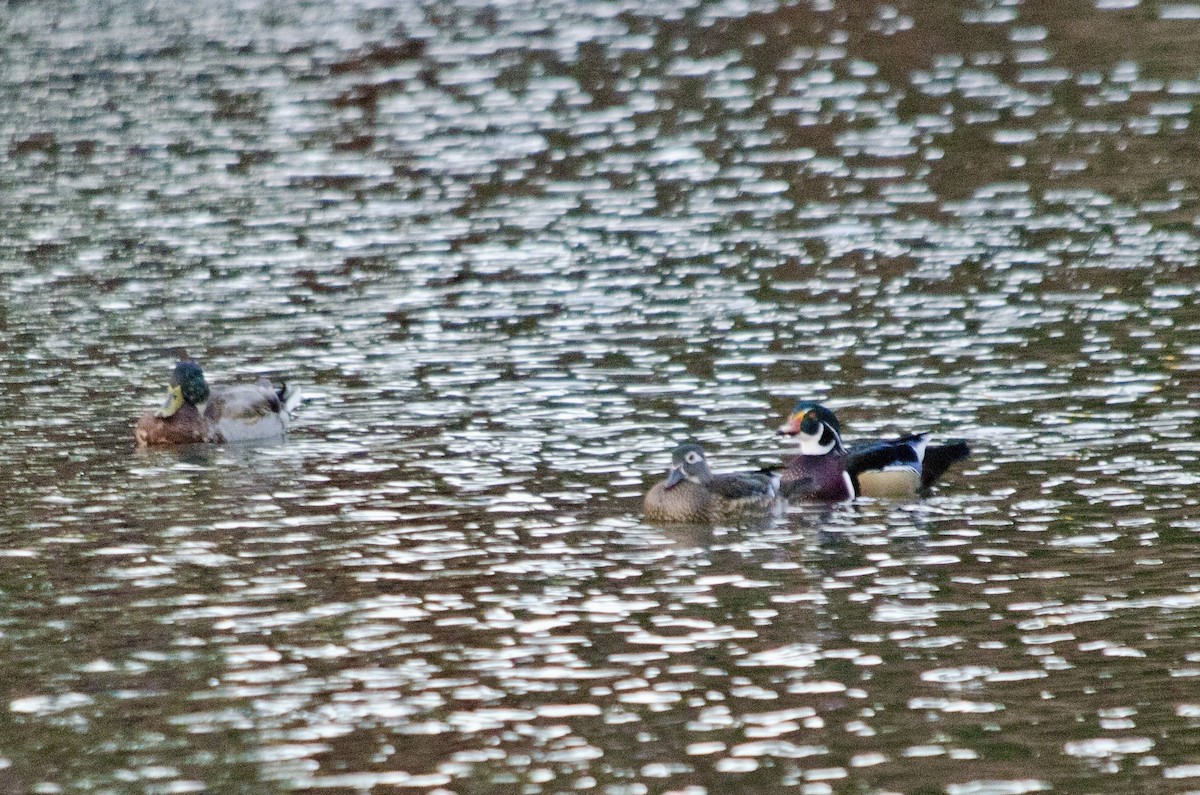 Wood Duck - ML643971848