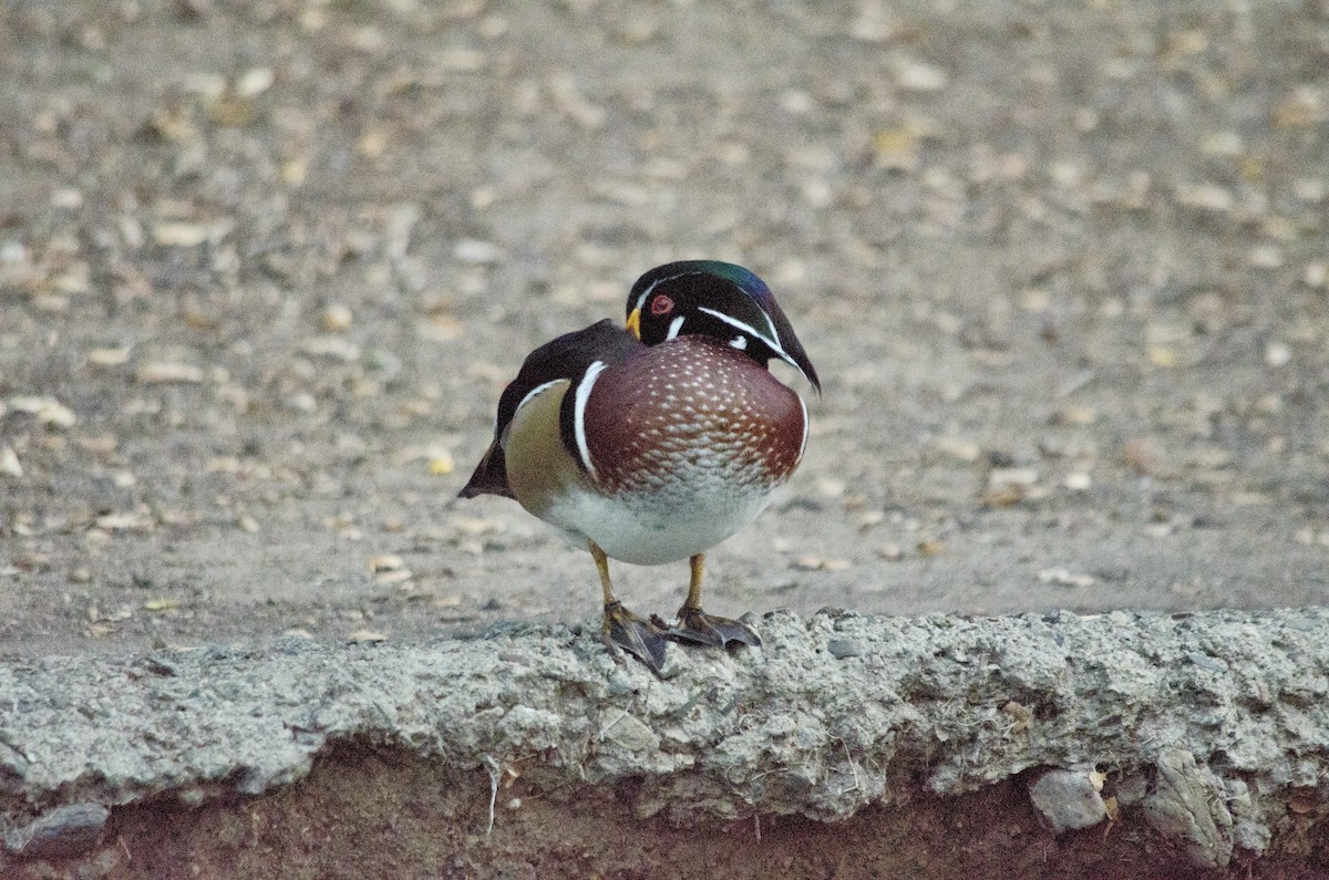Wood Duck - ML643971850