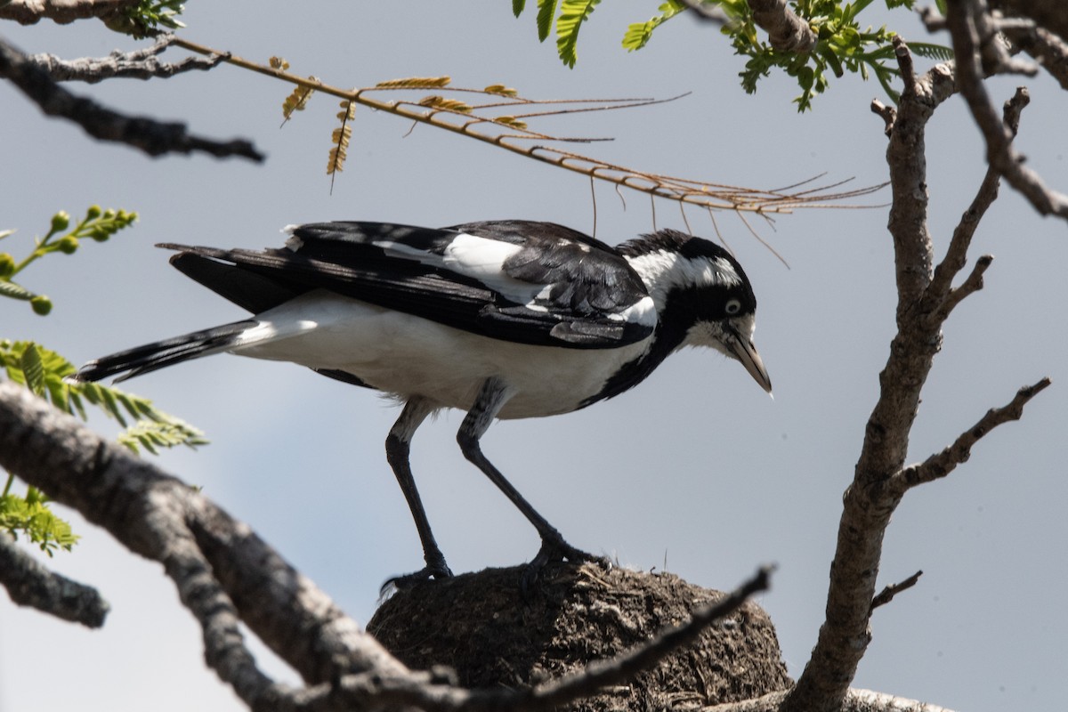 Magpie-lark - ML643971851