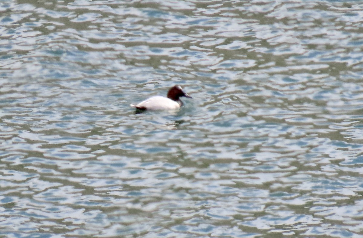 Canvasback - ML643971856