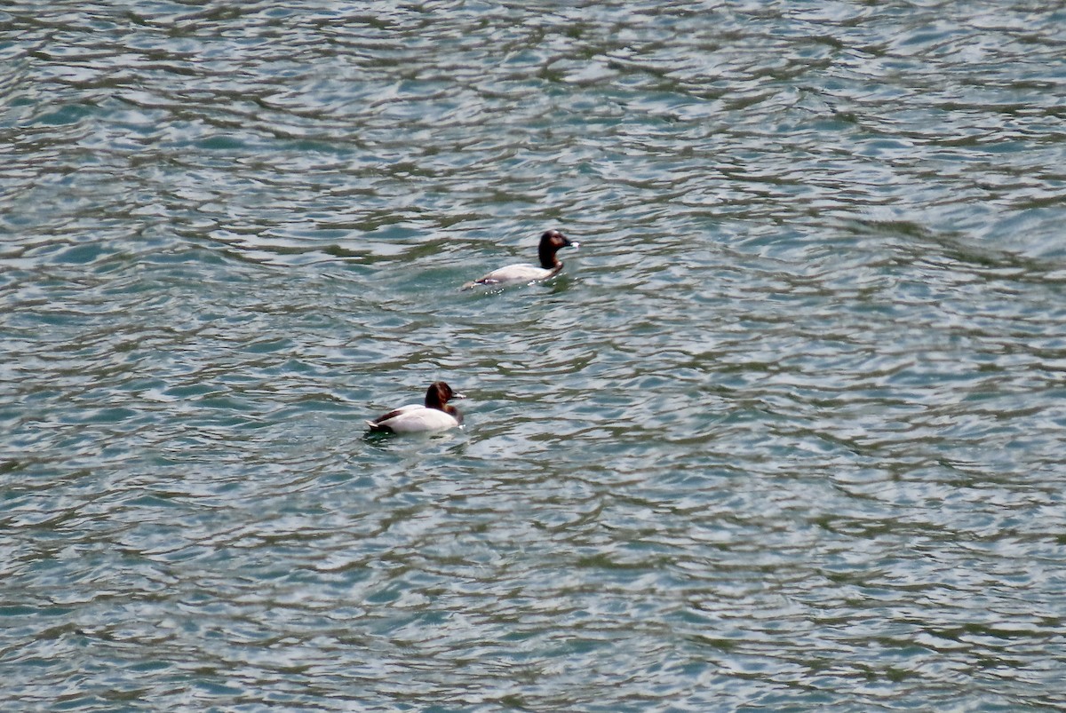 Canvasback - ML643971858