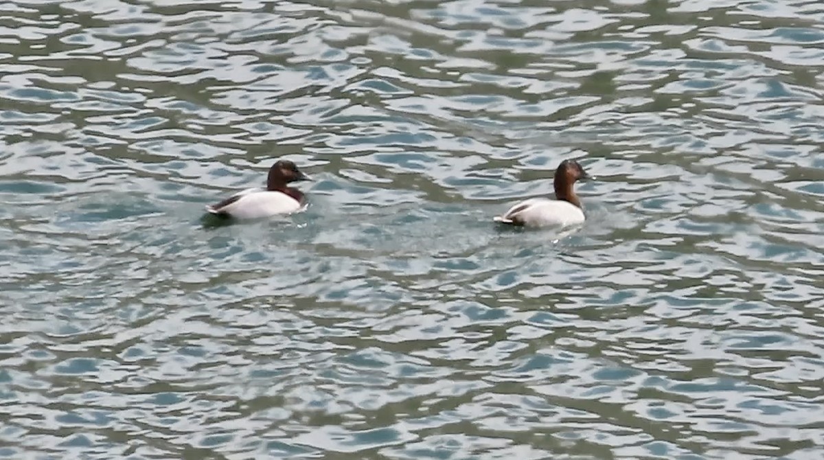 Canvasback - ML643971861