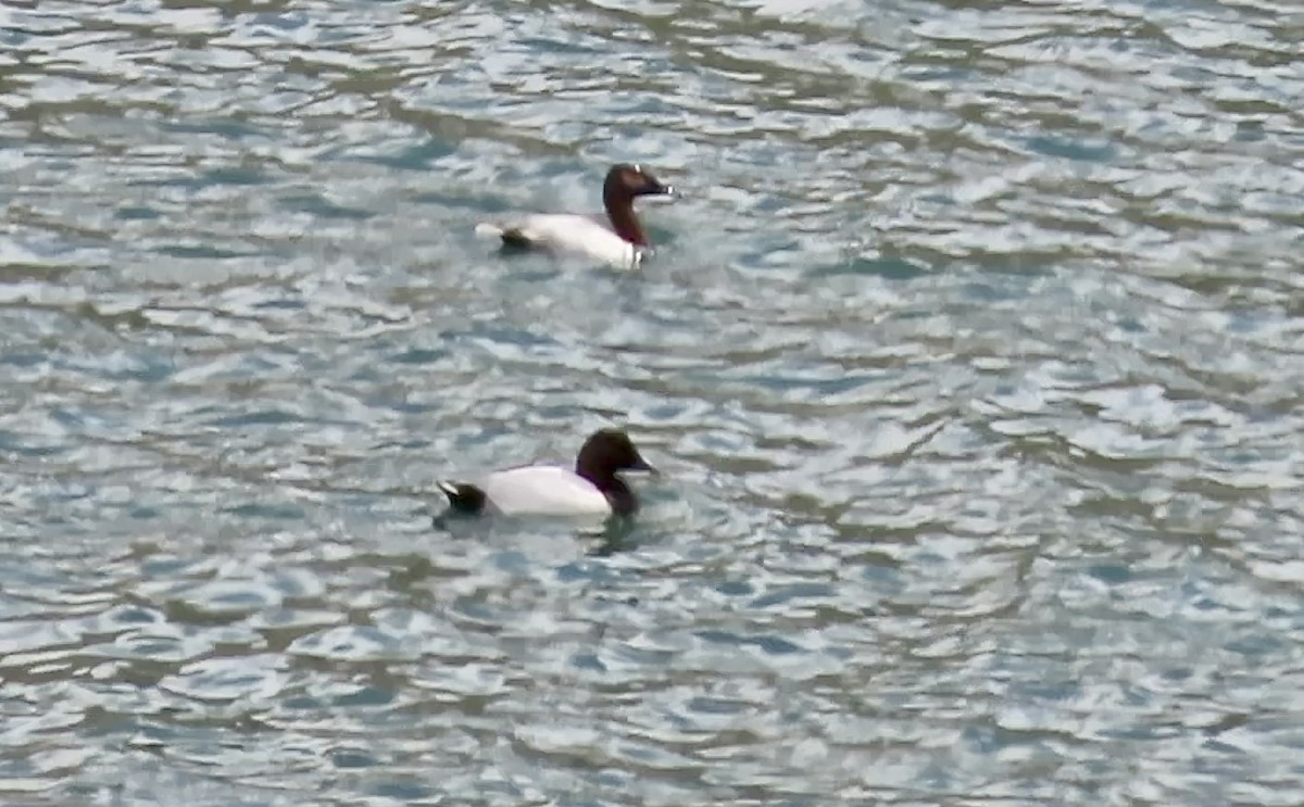 Canvasback - ML643971863