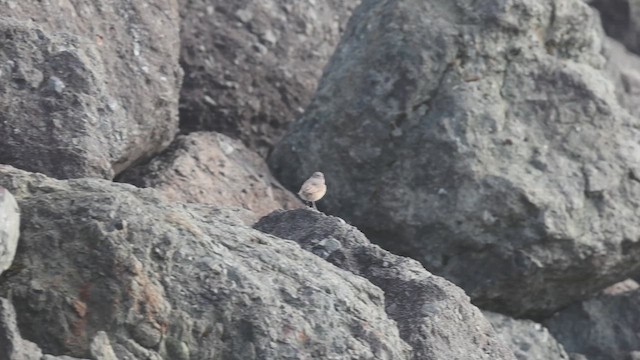Rock Wren - ML643971864