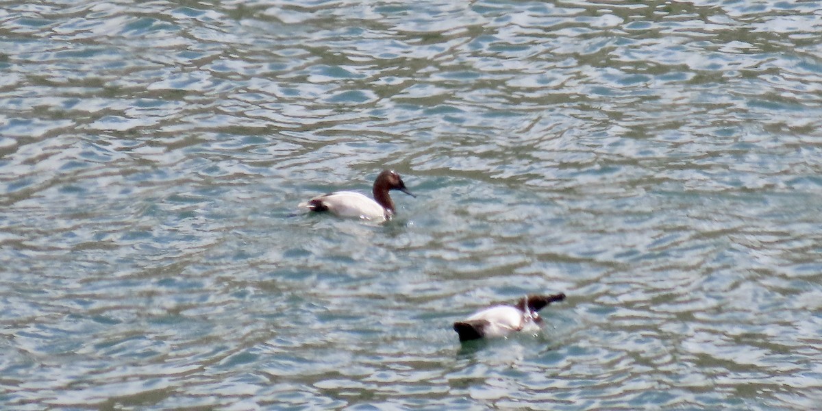 Canvasback - ML643971865