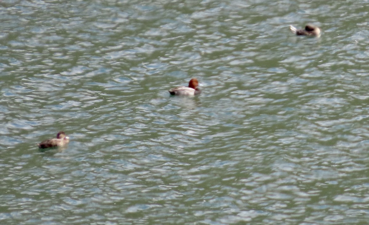 Redhead - ML643971874