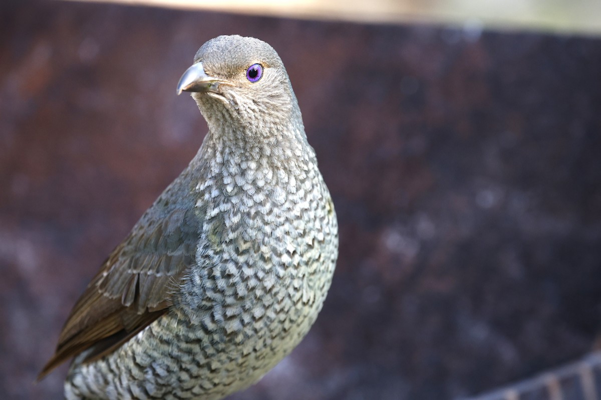Satin Bowerbird - ML643971877