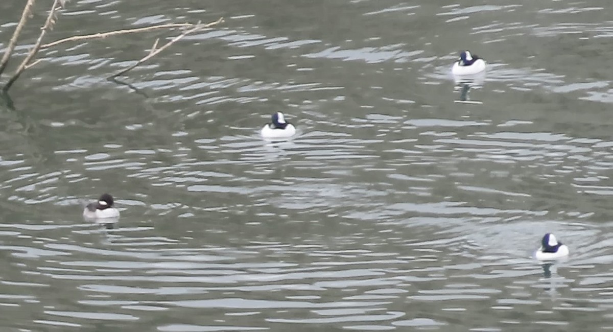 Bufflehead - ML643971878