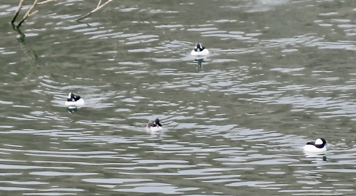 Bufflehead - ML643971882