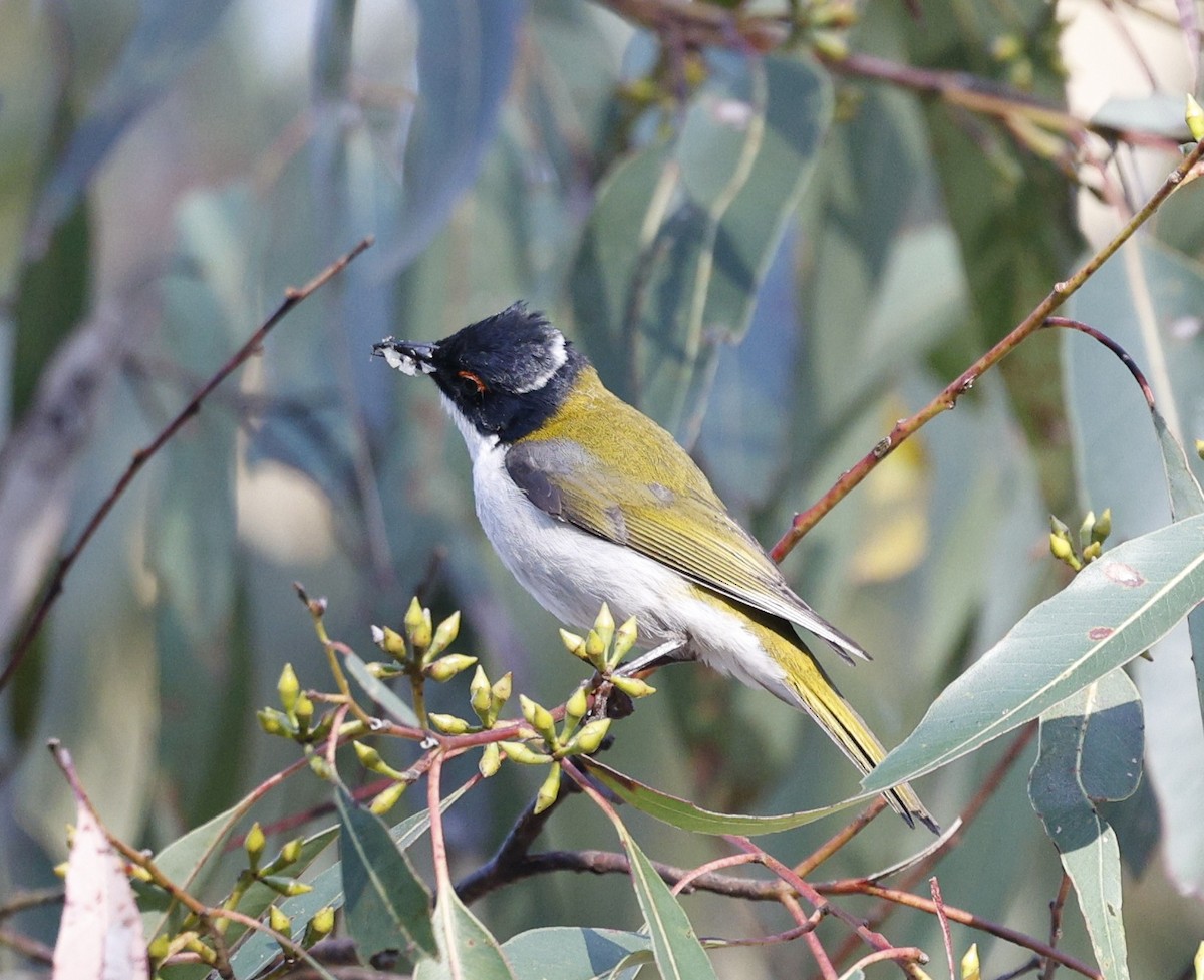 White-naped Honeyeater - ML643971883