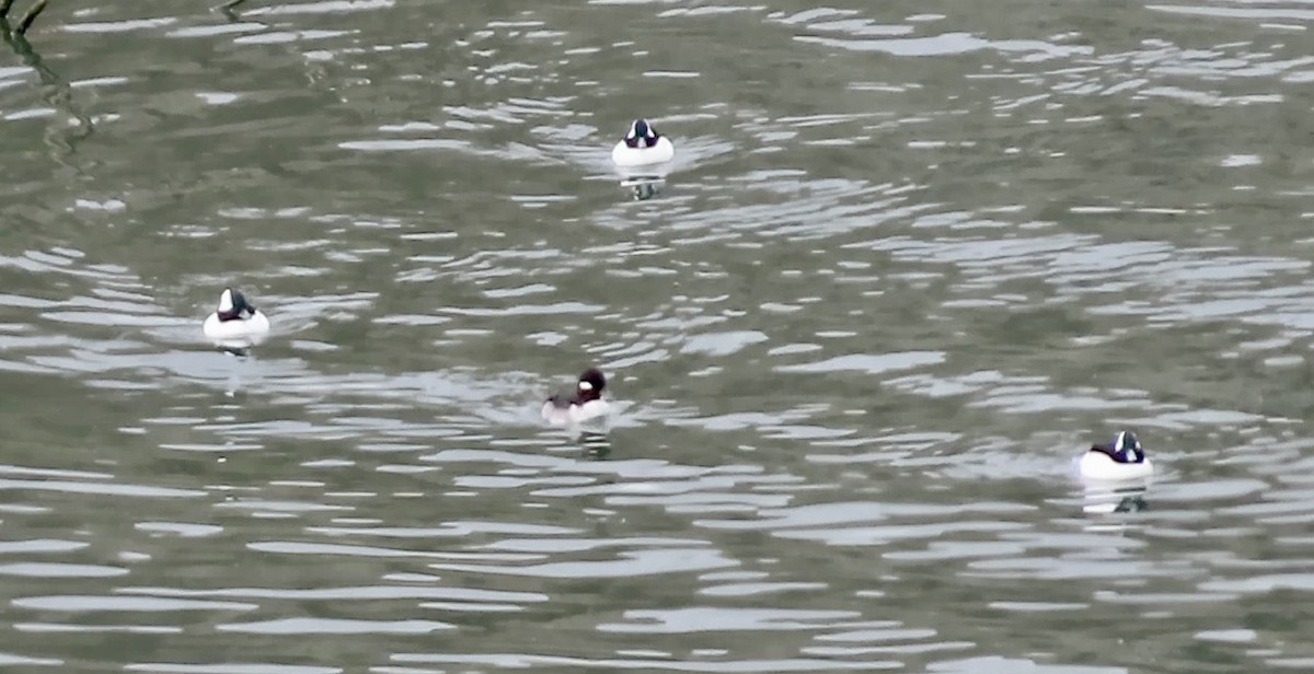 Bufflehead - ML643971885