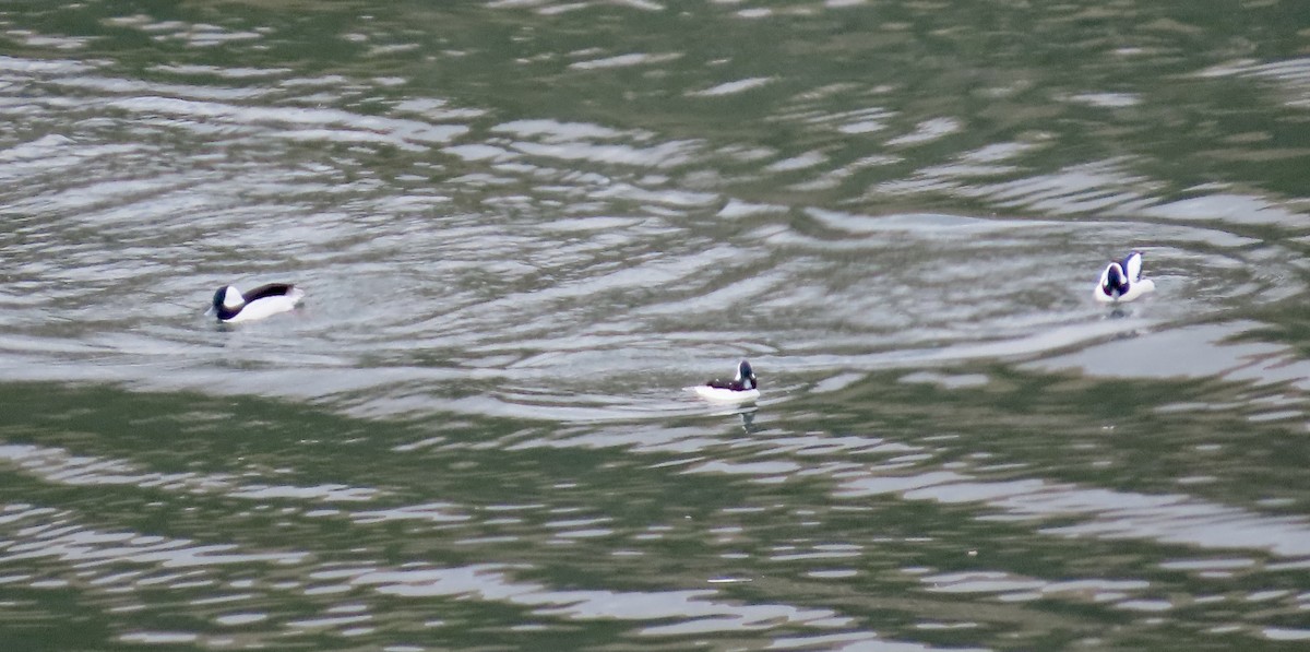 Bufflehead - ML643971886