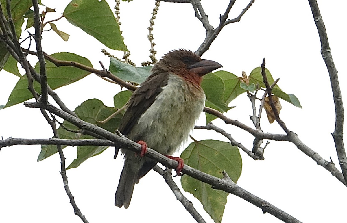 Brown Barbet - ML643971887