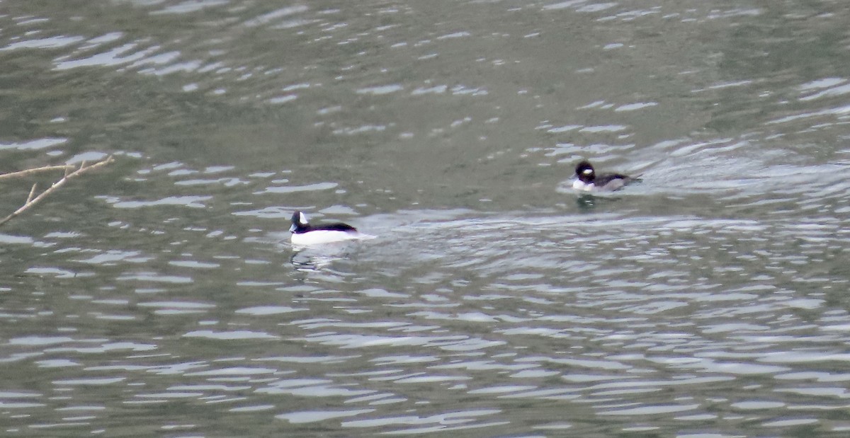 Bufflehead - ML643971893