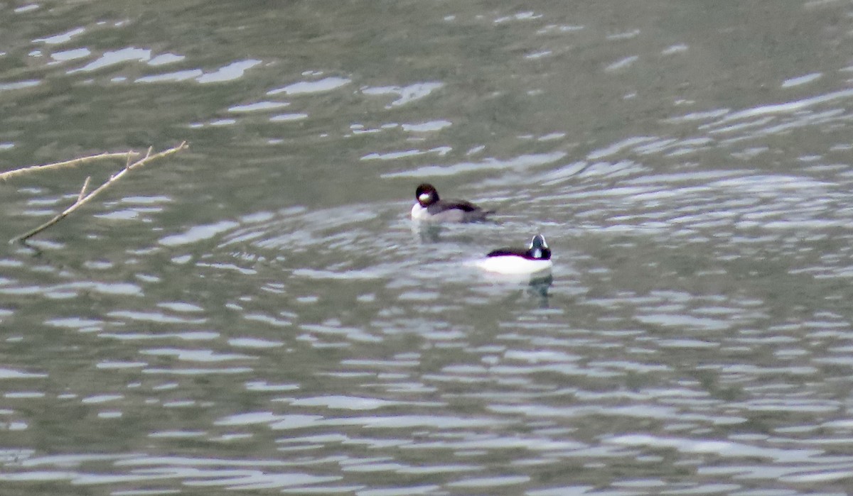Bufflehead - ML643971896