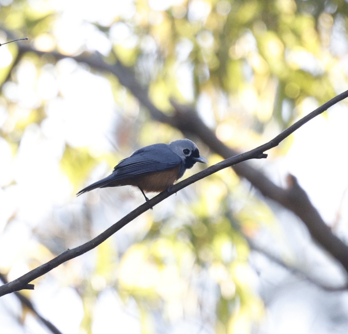 Black-faced Monarch - ML643971897