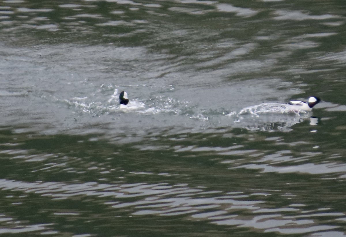 Bufflehead - ML643971899