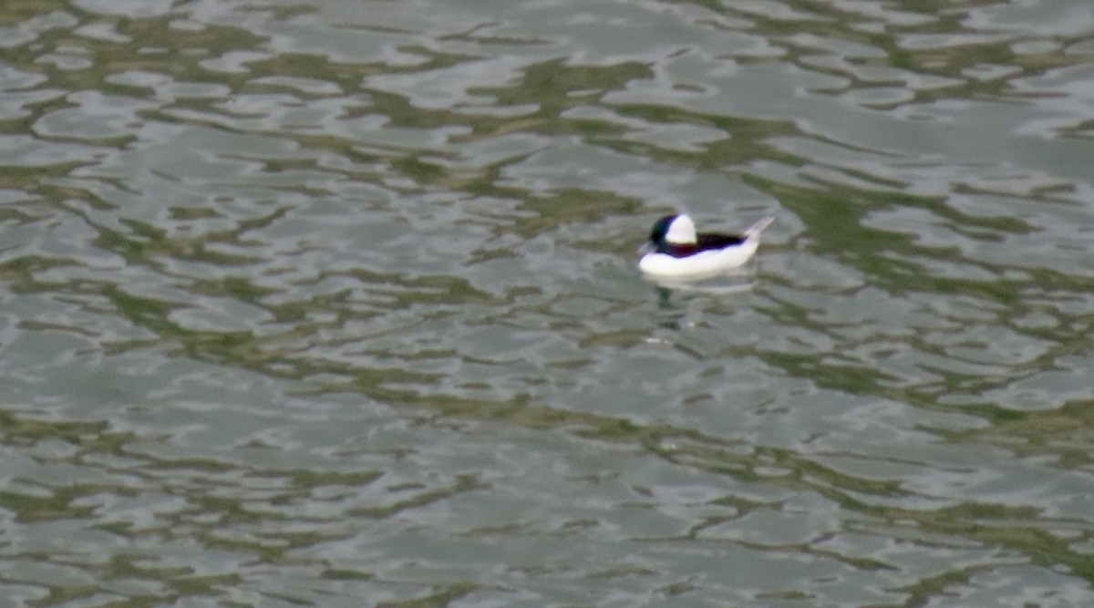 Bufflehead - ML643971904