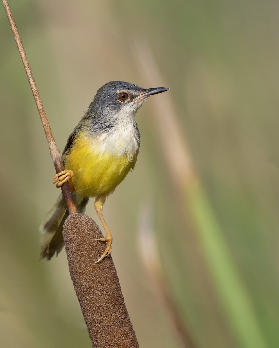 Prinia à ventre jaune - ML643971910