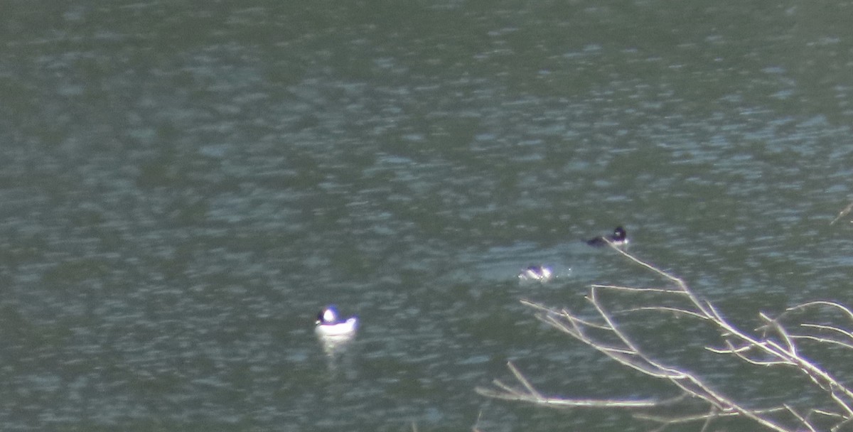 Bufflehead - ML643971911