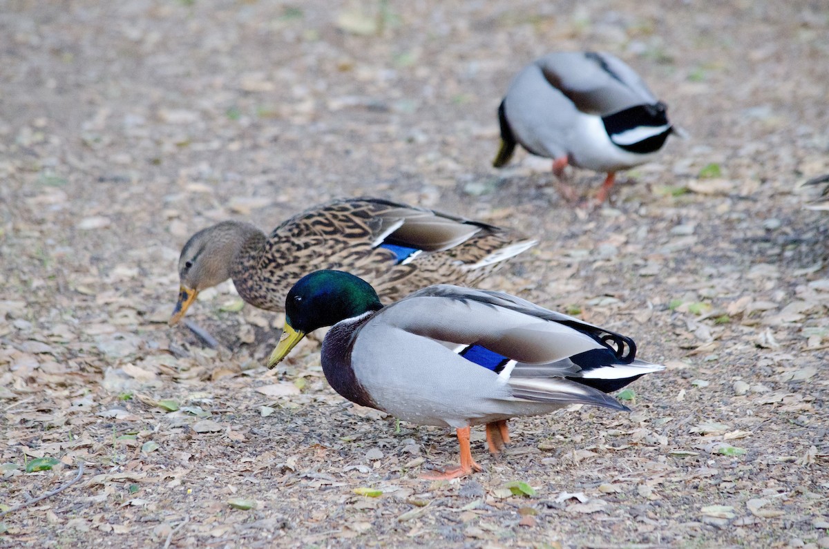 Mallard - ML643971913