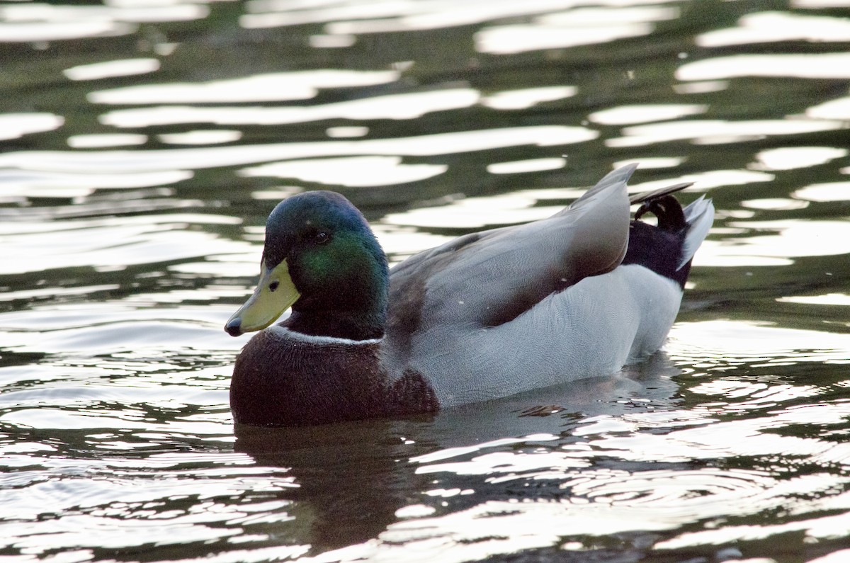 Mallard - ML643971914