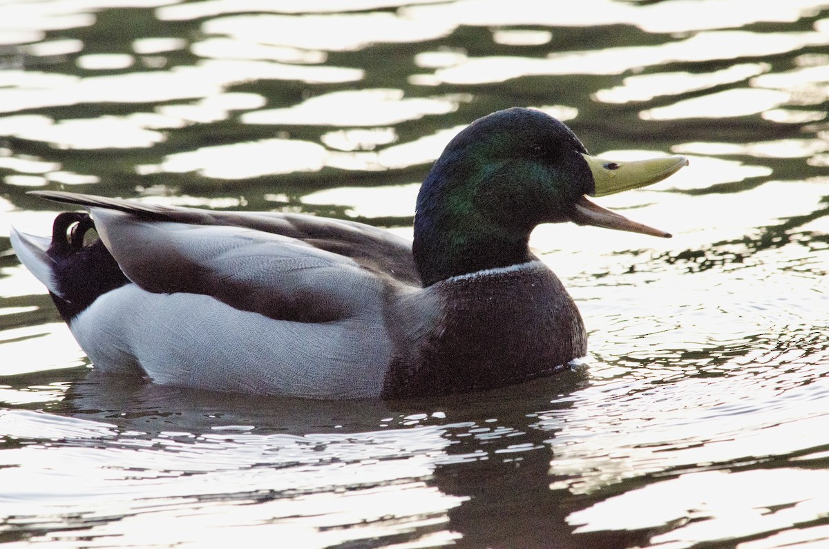 Mallard - ML643971915