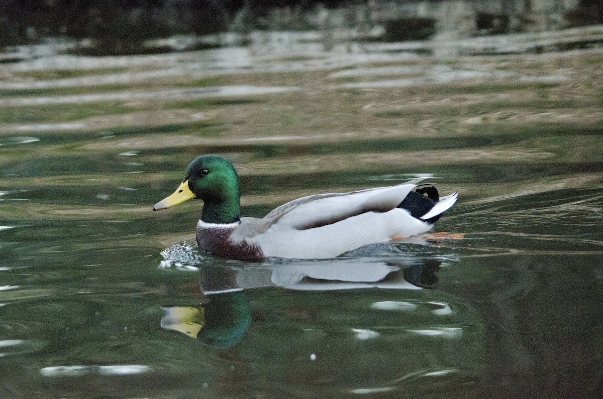 Mallard - ML643971916