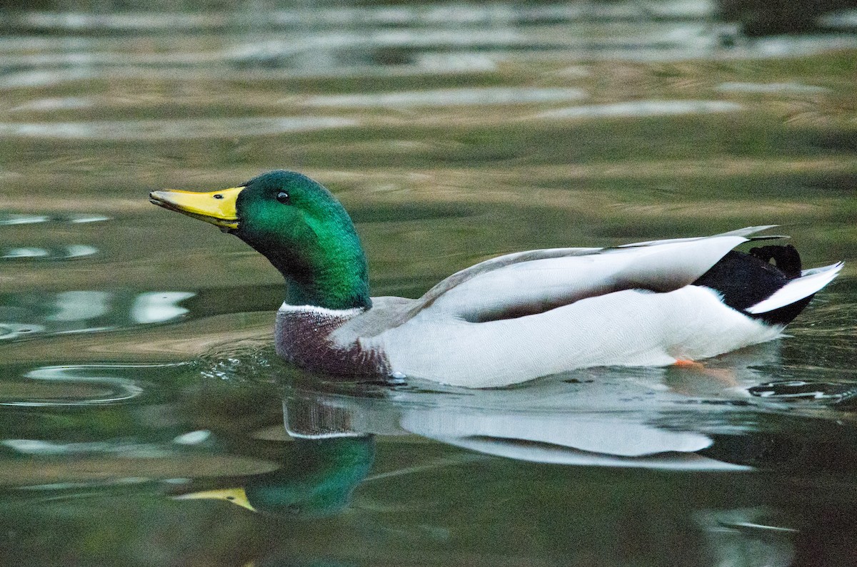 Mallard - ML643971917