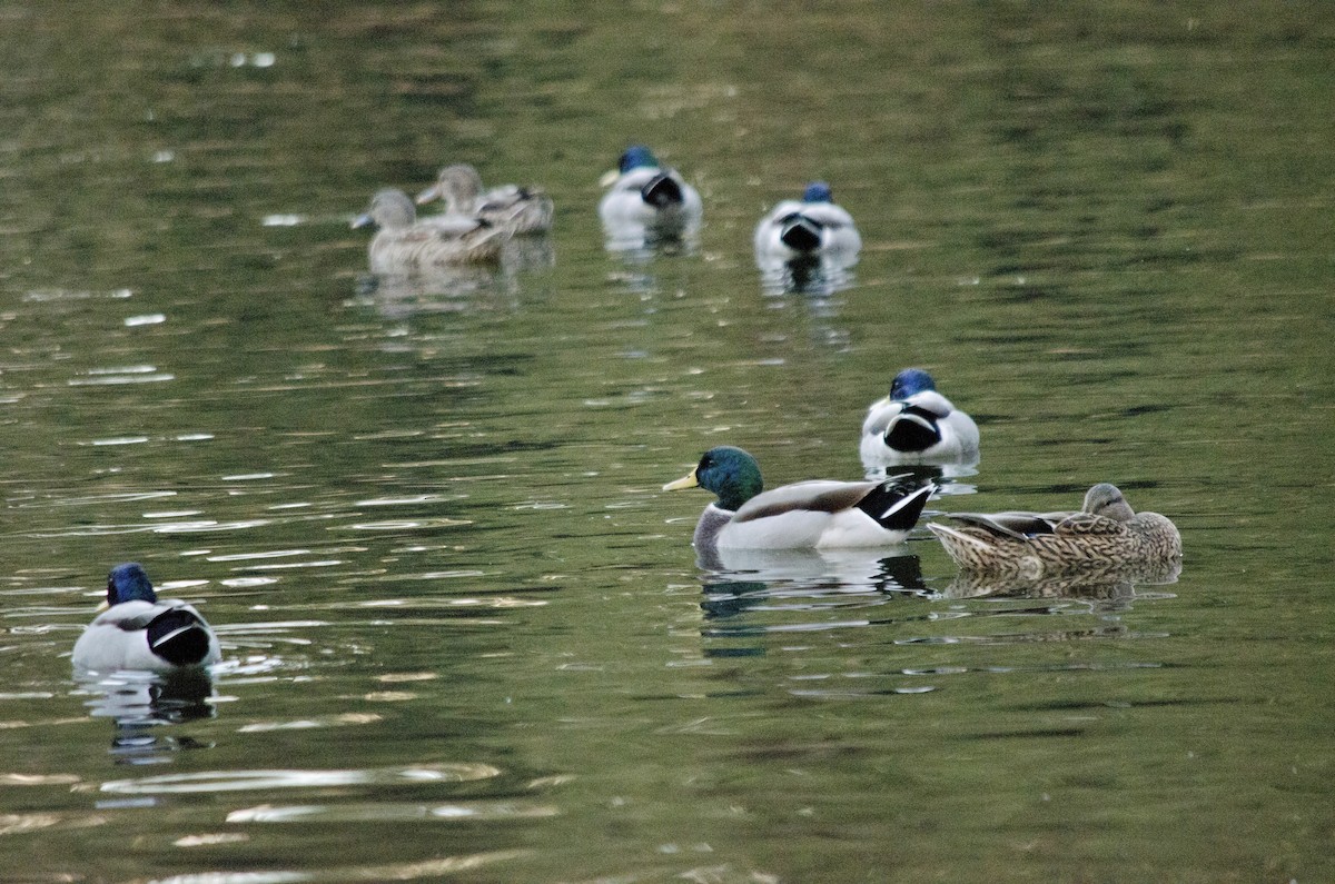 Mallard - ML643971918