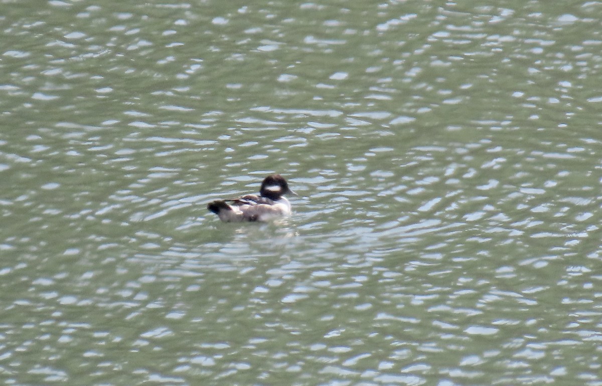 Bufflehead - ML643971920