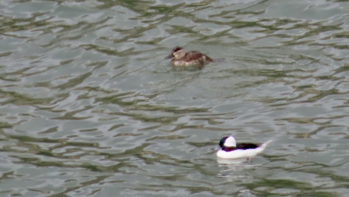 Ruddy Duck - ML643971922