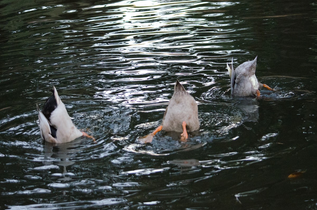 Mallard (Domestic type) - ML643971941