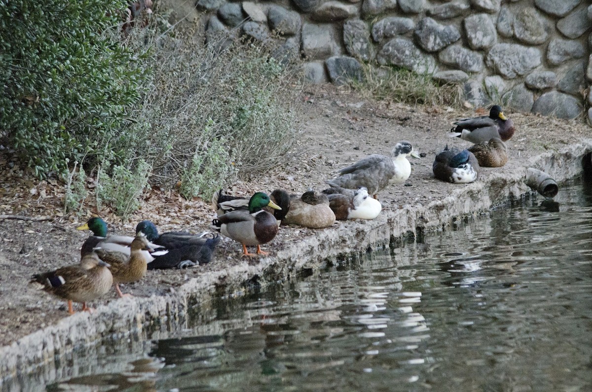 Mallard (Domestic type) - ML643971942