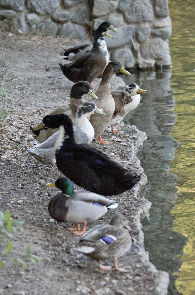 Mallard (Domestic type) - ML643971944