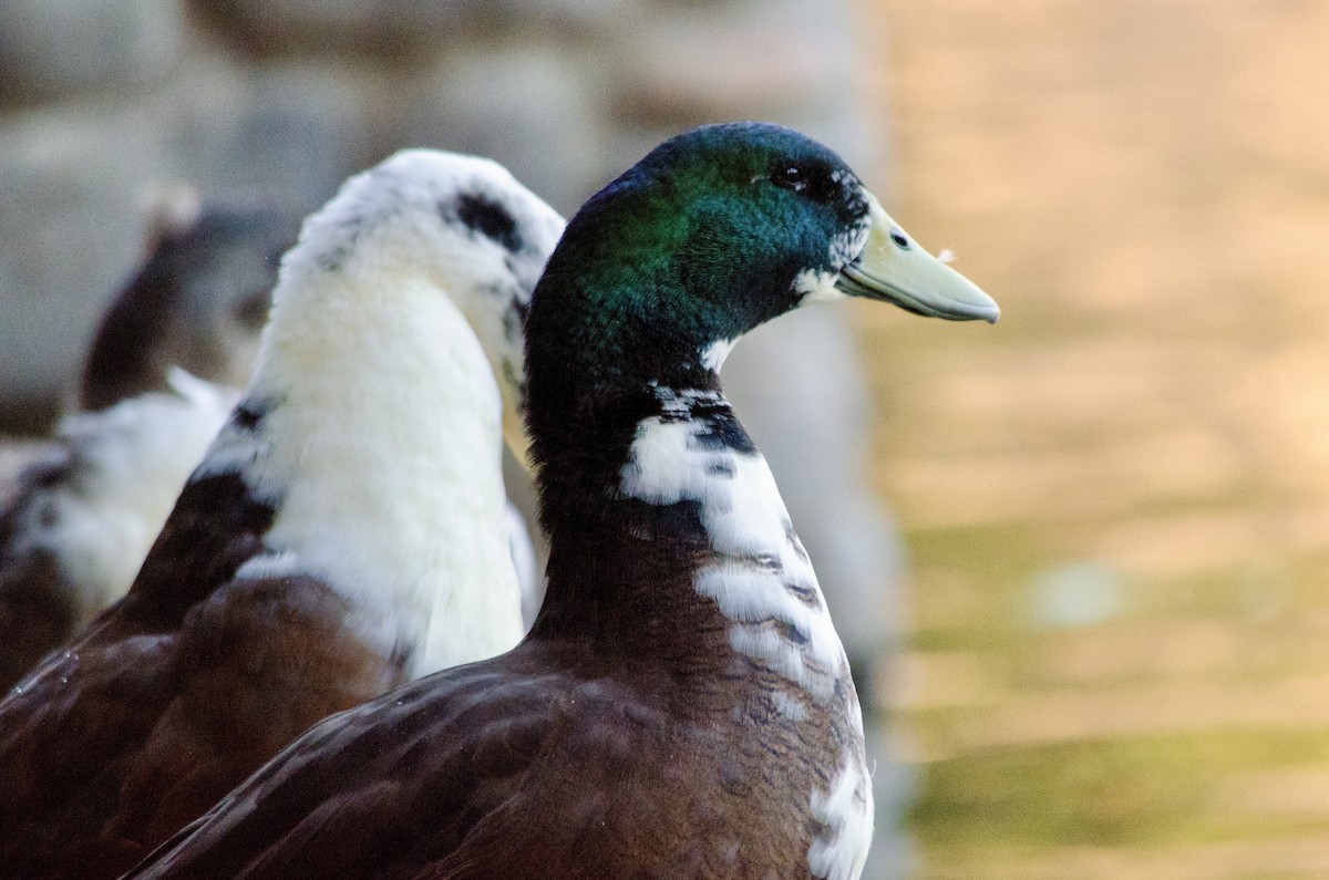 Mallard (Domestic type) - ML643971945