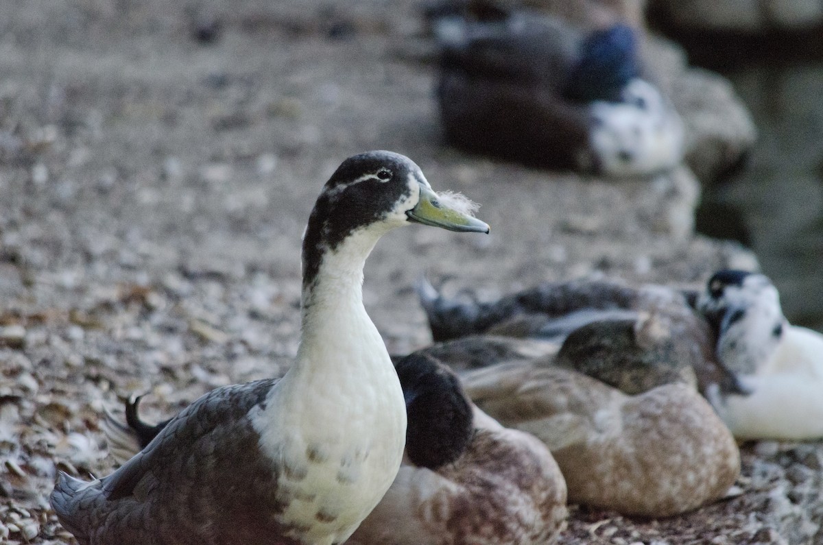 Mallard (Domestic type) - ML643971946