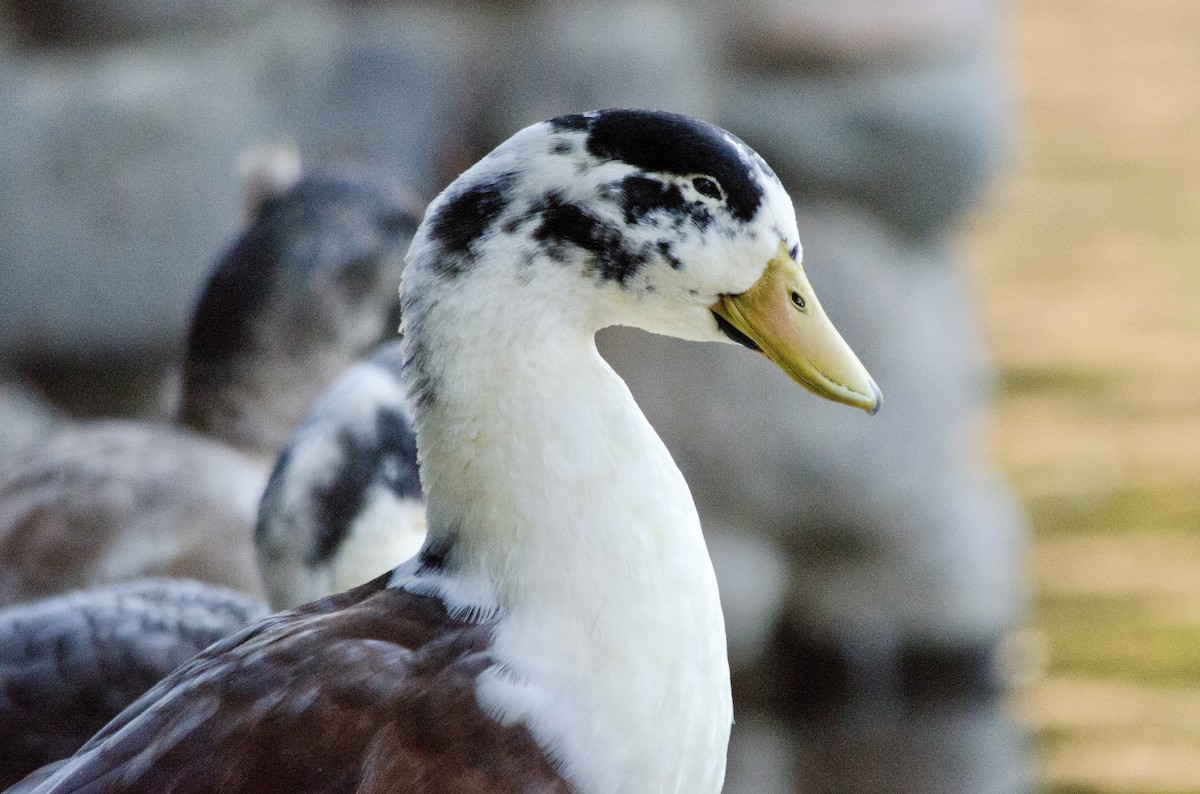 Mallard (Domestic type) - ML643971947
