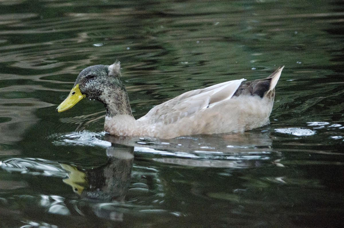 Mallard (Domestic type) - ML643971948