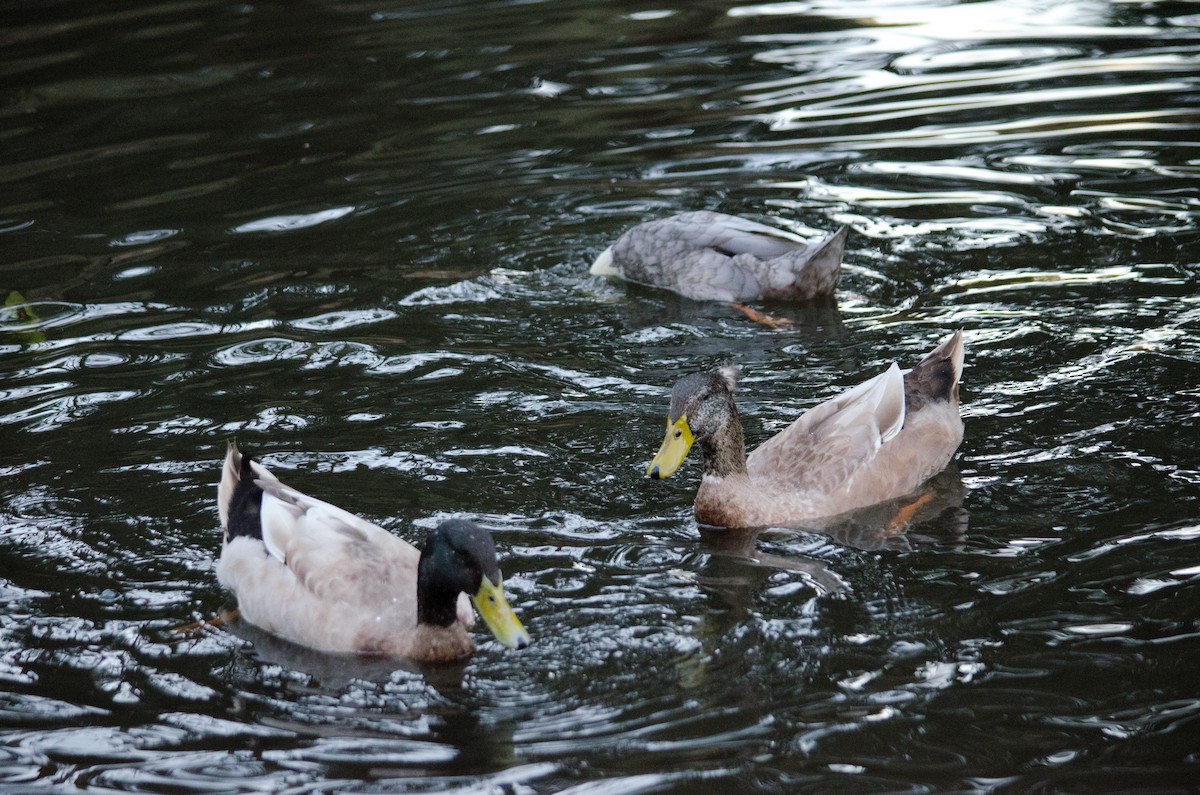 Mallard (Domestic type) - ML643971949