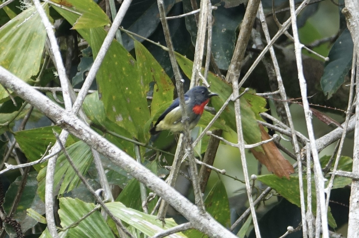 Black-sided Flowerpecker - ML643971950