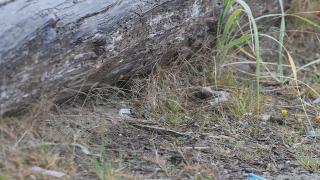 Vesper Sparrow - ML643971952