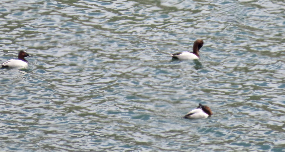 Canvasback - ML643971953