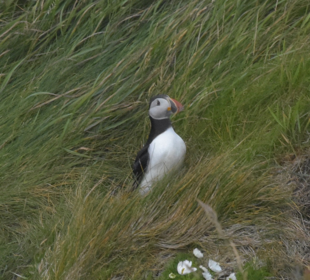 Atlantic Puffin - ML643971954