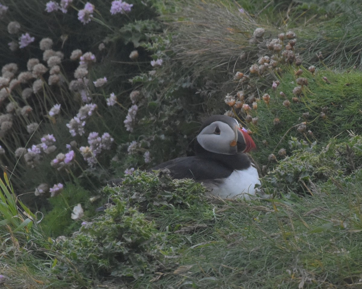 Atlantic Puffin - ML643971955