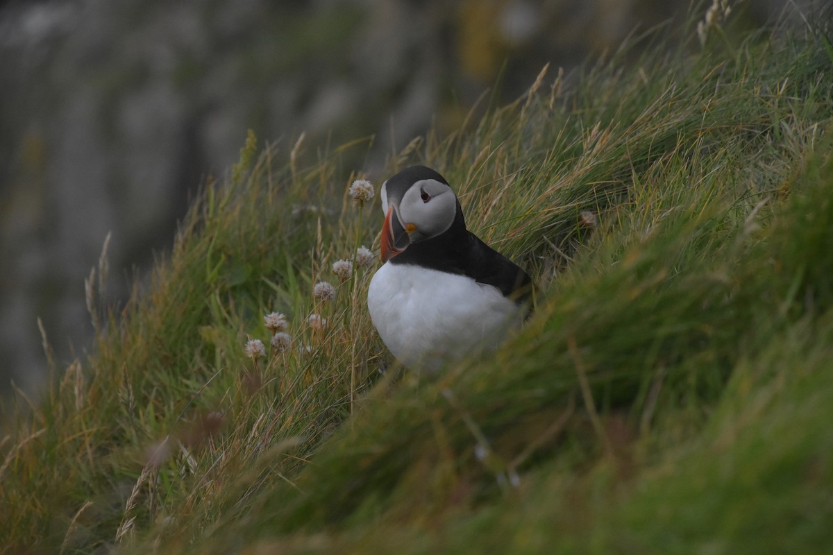 Atlantic Puffin - ML643971956