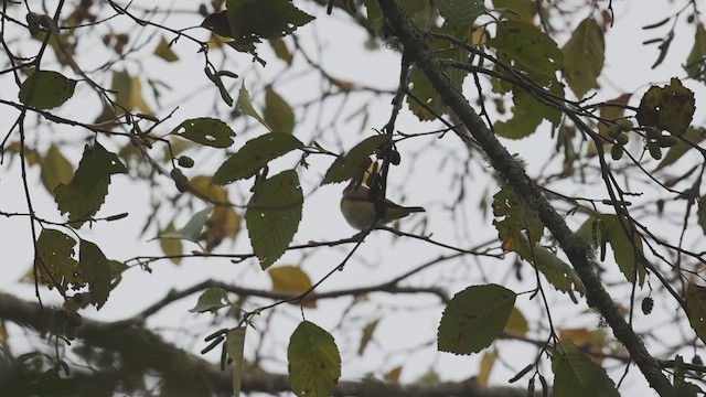 Yellow-green Vireo - ML643971976