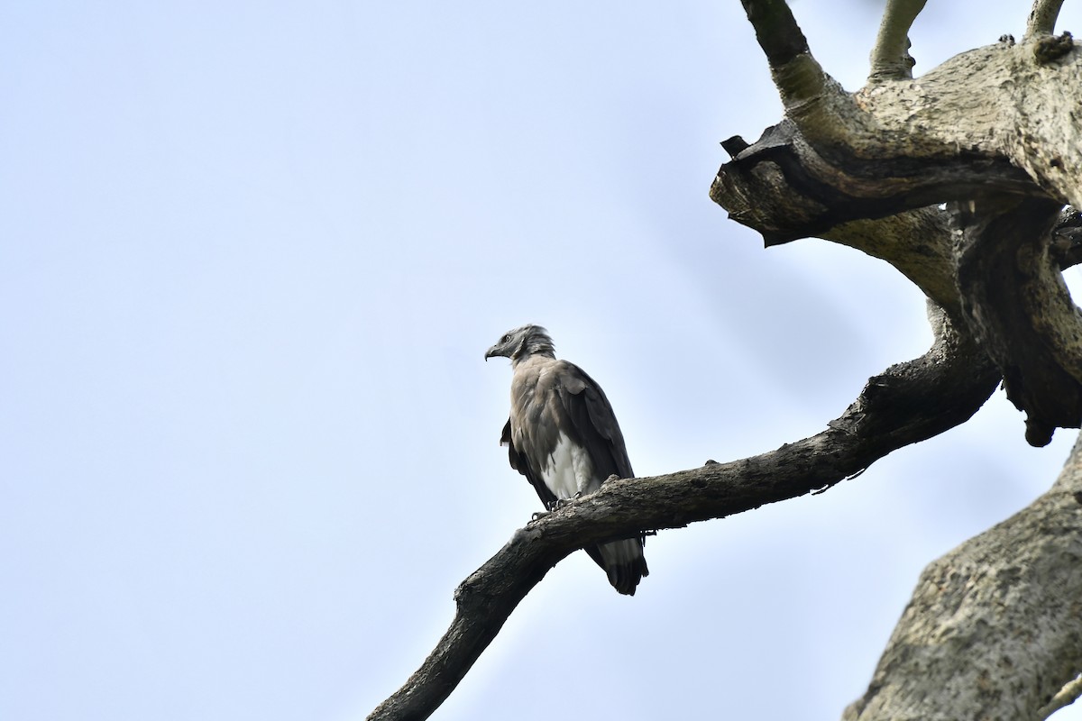 Gray-headed Fish-Eagle - ML643971977