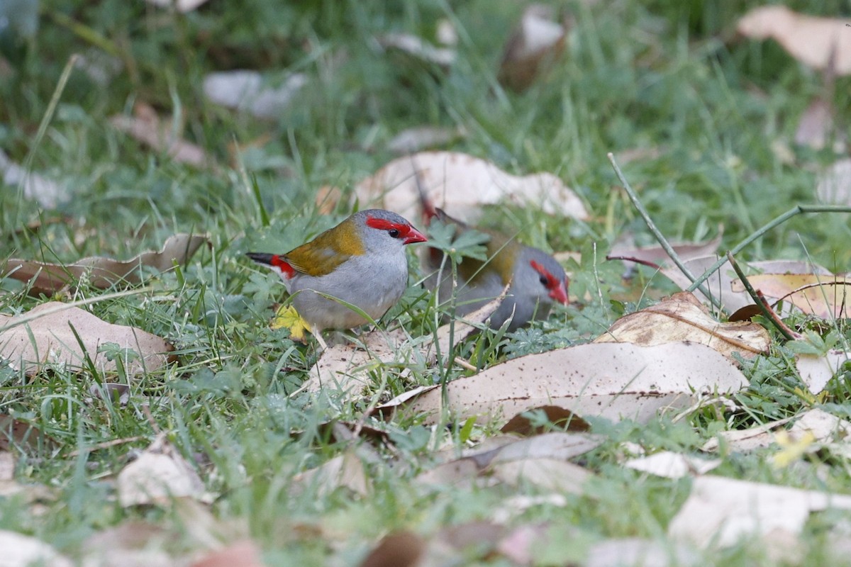 Red-browed Firetail - ML643971997