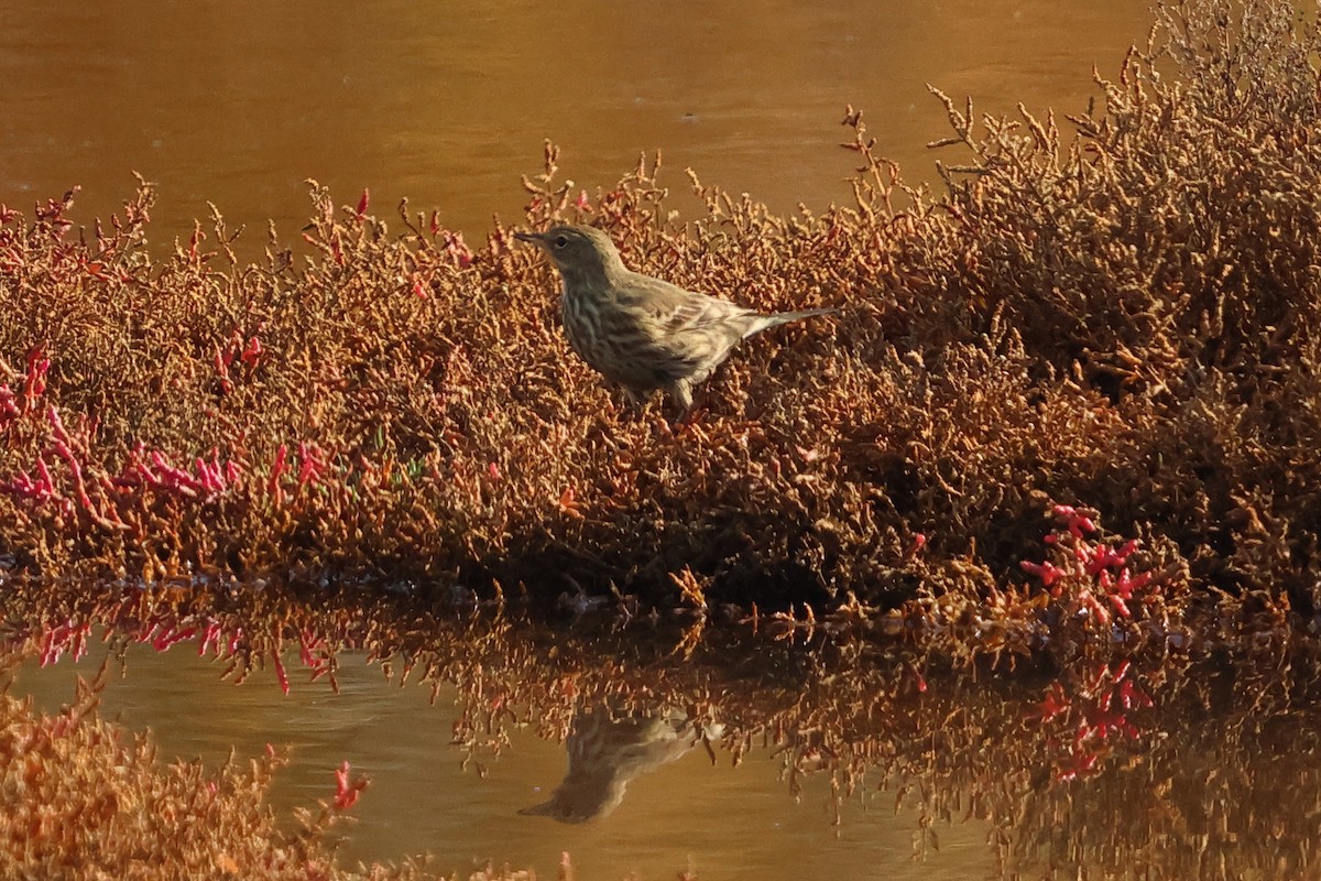 Rock Pipit - ML643971998
